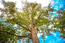 Best Palm Tree Trimming  in Parkwood, WA