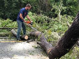 Best Utility Line Clearance  in Parkwood, WA