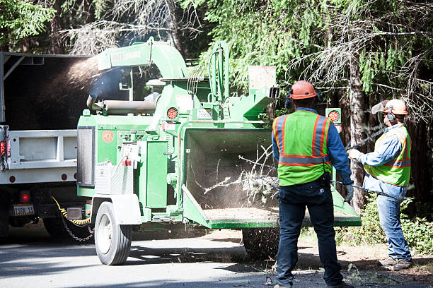 How Our Tree Care Process Works  in  Parkwood, WA